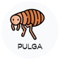 pulga